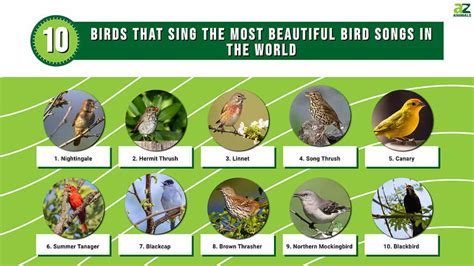 do animals like music? birds singing in the forest is beautiful